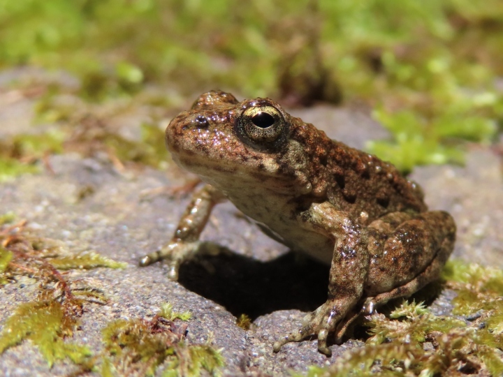 Foothills Yellow-legged Frog